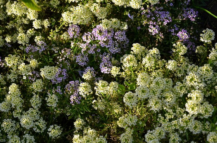 Lobularia maritima 'Wonderland pastel'